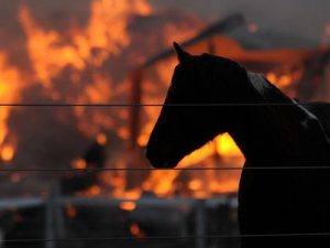 burning-barn-horse